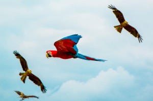 ［最新攻略］“新青鸟拼三张究竟有挂吗”［确实真的有挂］