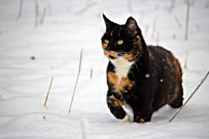 我来教教大家“新卡农斗牛到底能不能开透视挂”(原来有挂)-知乎