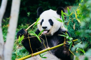 实测分享“功夫熊猫开挂透视软件”(确实真有挂)-知乎