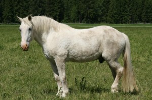 [解答]“闽乐游戏福州麻将有挂吗”(原来确实是有挂)