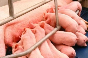 上海疫情什么时候发生的疫情/上海疫情什么时候发生的疫情啊