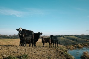 玩家新攻略“红心宜兴麻将有挂没”其实有挂