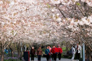 [实测]“樱花众娱可以开挂吗”(原来确实是有挂)