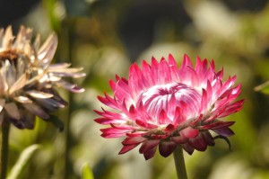 分享实测“皇后斗牛到底能不能开透视挂”(其实有挂)-知乎