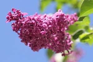 经验总结.“开心武汉花怎么看别人有没有用挂”(确实真的有挂)