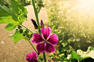 传授几款“开心武汉花真的有挂”真的有挂