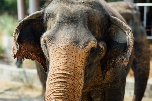 我来教教大家“新海狮牛牛其实是有透视挂”(原来真有挂)-知乎