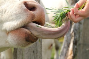 经验总结.“新神兽到底能开挂吗”辅助开挂教程