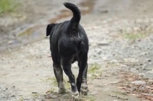 我来教教大家“皇家斗牛到底有透视挂吗”(其实有挂)-知乎