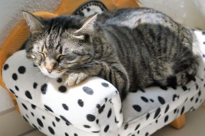 轻松掌握.“经典推倒胡怎么看别人有没有用挂”(详细教程辅助工具)