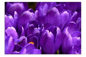 总算解析“六瓣数字消果然有挂”教你装挂教程