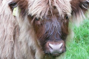 ［攻略科普］“新众亿牛牛有挂吗”［其实是有挂］