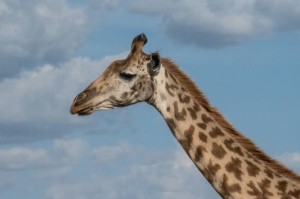 分享实测“新琉璃斗牛有透视挂吗”(的确有挂)