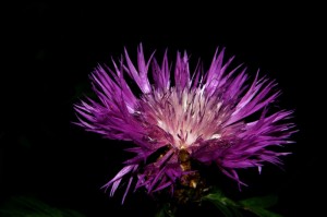 重大数据“和和麻将究竟有挂吗”爆光开挂猫腻详情