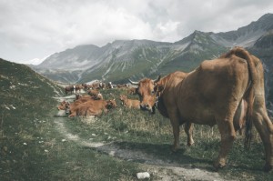 [分享]“新518互游牛牛真的有挂吗”开挂详细教程