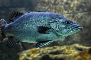 玩家攻略科普“新大圣大厅到底有挂吗”［太坑了果然有挂］