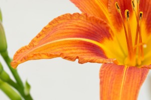 必看教程“樱花牛牛有挂没”原来真的有挂