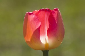 ［玩家实测］“樱花之盛炸/金/花开挂器”［原来真的有挂］