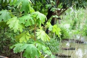 中国疫情是从几月几号开始的呢/中国疫情是从几月几号开始的