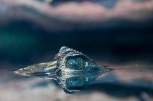 最新消息.“鲨鱼互动有挂吗,其实有挂是吗”原来真的有挂