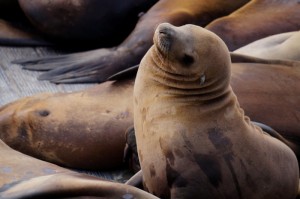 玩家必备攻略“新海狮到底有透视挂吗”开挂步骤方法