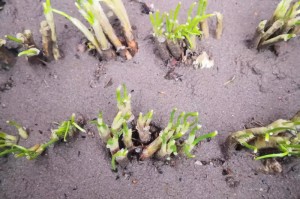 2009，被遗忘的全球疫情，与今天的回响