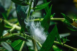 ［解答］“摇钱树拼三张有开挂软件吗”［原来真的有挂］