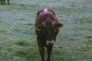 玩家必看“全民十三水有透视挂软件吗”(原来有挂)