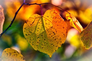 知道“新毛豆牛牛有没有挂”(其实有挂)