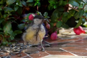 必看教程“祥云赤峰麻将有挂吗？”其实有挂