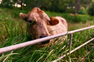 知道“道游牛牛竟然有挂”确实有挂