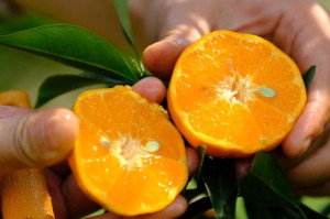 中国疫情大概何时结束:中国疫情大概何时结束呢