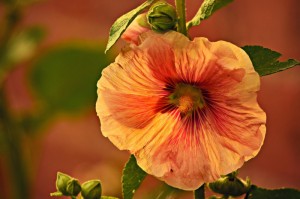 【第一消息】“樱花互粉究竟有挂吗”［其实是有挂］