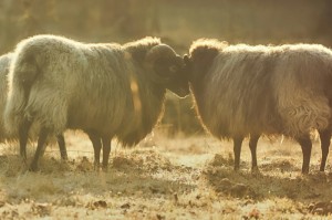 分享实测“新海狮牛牛其实真有透视挂”(确实真有挂)-知乎