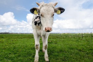 【全球疫情死亡人数公布表,全球疫情死亡人数公布表格】