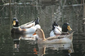 [实测]“十三十三水经典比鸡有没有挂”开挂详细教程