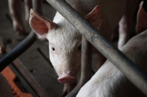 武汉疫情爆发于哪一年（武汉疫情爆发于哪一年哪一月哪一日）