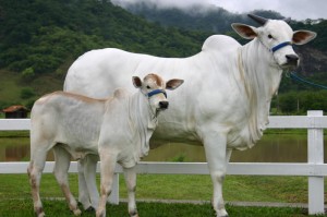 [分享]“功夫熊猫牛牛怎么开挂”有挂详细开挂教程