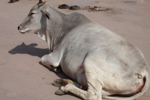 ［攻略科普］“新超圣牛牛究竟有挂吗”［透视曝光猫腻］