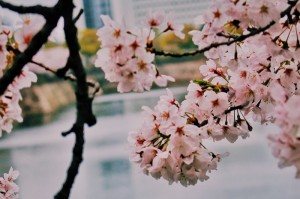 [分享]“樱花之盛有挂吗”有挂详细开挂教程